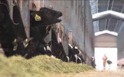 Global cattle drive bound for China (with video)