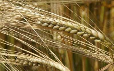 European GM crop area diminishes