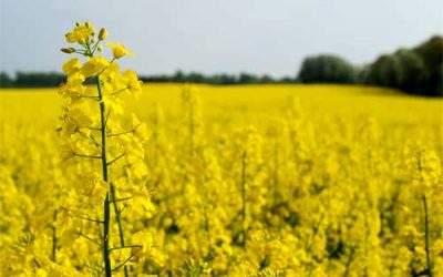 Research: Fibre-protein from canola in dairy feed