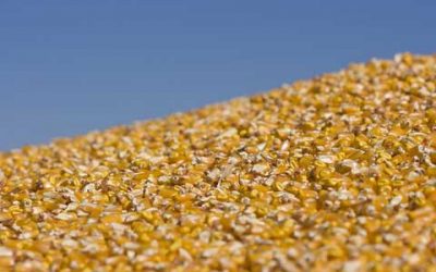 Asia’s feed mills caught short by costly corn