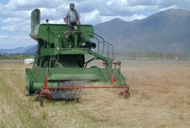 Camelina industry in US unites