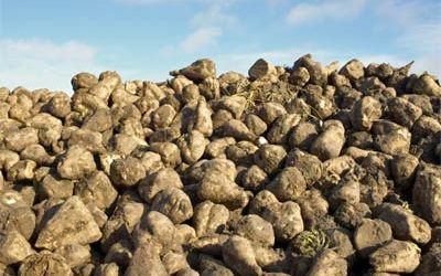 Sugar beet not permanent alternative in feed