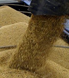 China may cancel soybean imports