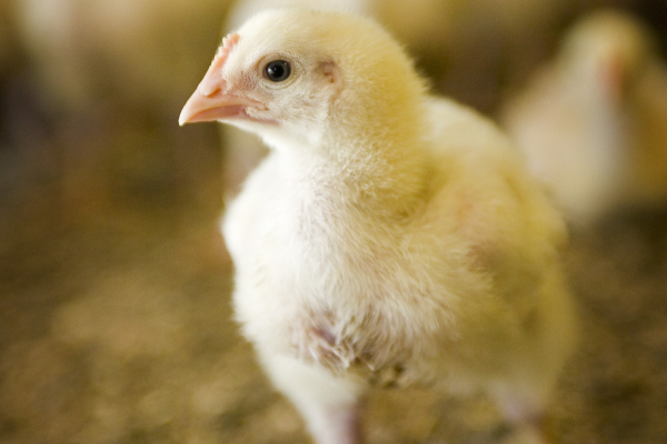 Broiler breeding webinar - All About Feed