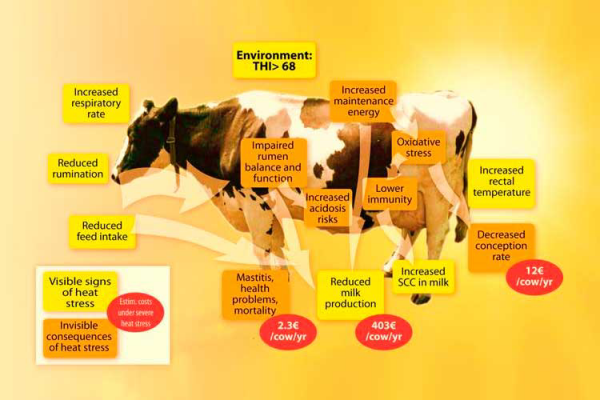 Heat Stress An Underestimated Issue For Dairy Cows All About Feed