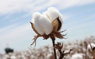 Cottonseed in animal feed: First remove the gossypol