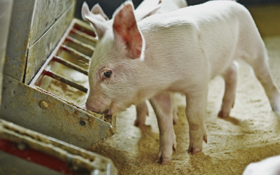 Young piglets at weaning stage