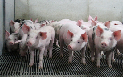 Improve pig health by gaining homogeneity with a versatile enzyme