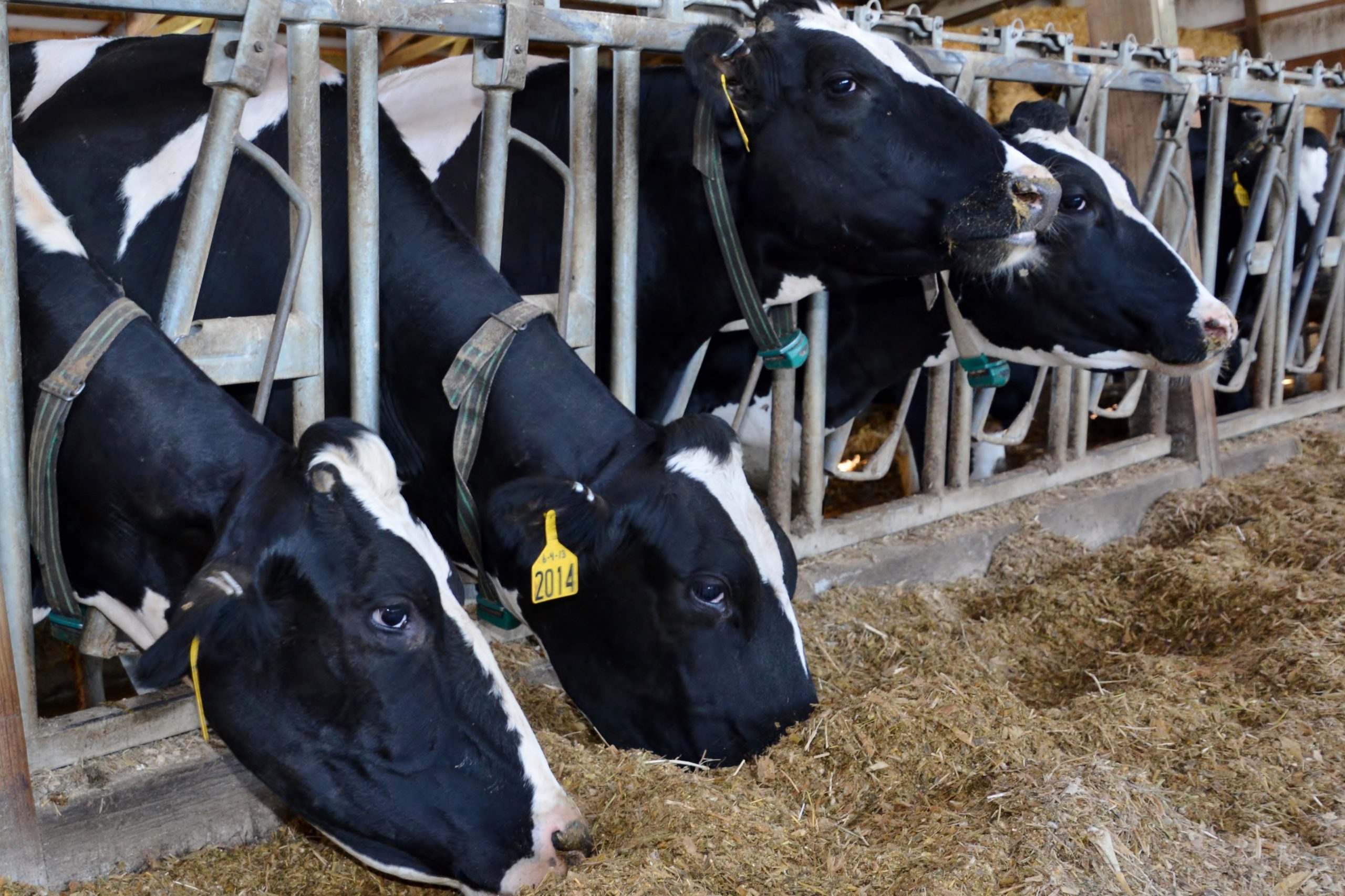 Performance minerals for better cow herds - All About Feed