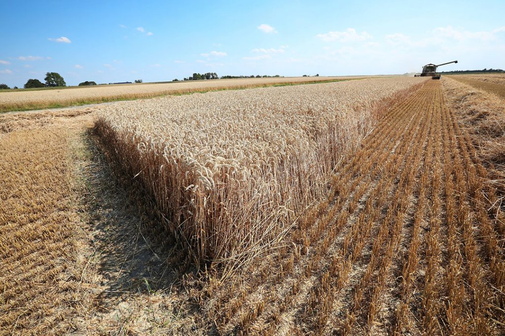 Grain prices rise after publication of Wasde report All About Feed