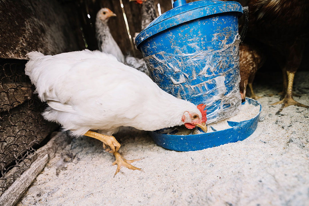 Feed Costs And Floods Threaten Ghana's Poultry Industry - All About Feed