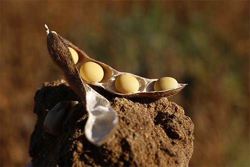 Sustainable soy