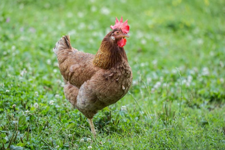 Optimal grass sward types for free-range poultry - All About Feed