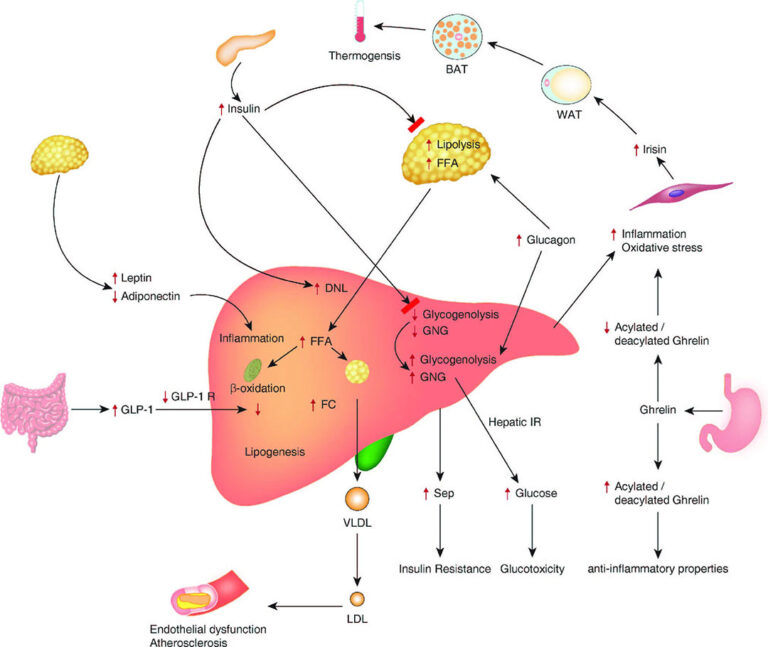 Natural ways to support liver health - All About Feed