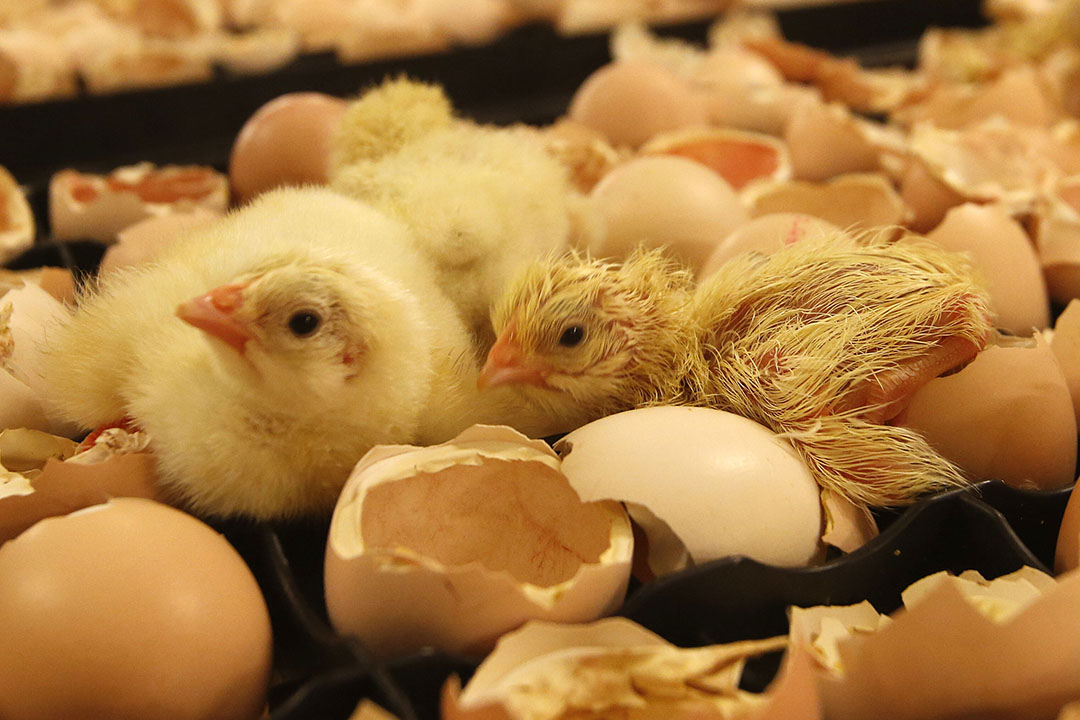 Early feed access may improve broiler growth performance - All About Feed