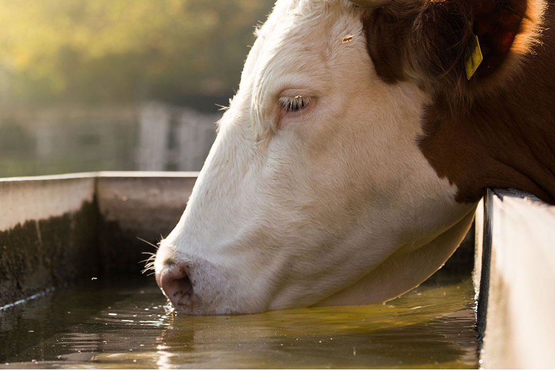 Nutrition As A Tool To Help Dairy Cows Adapt To Heat Stress All About 