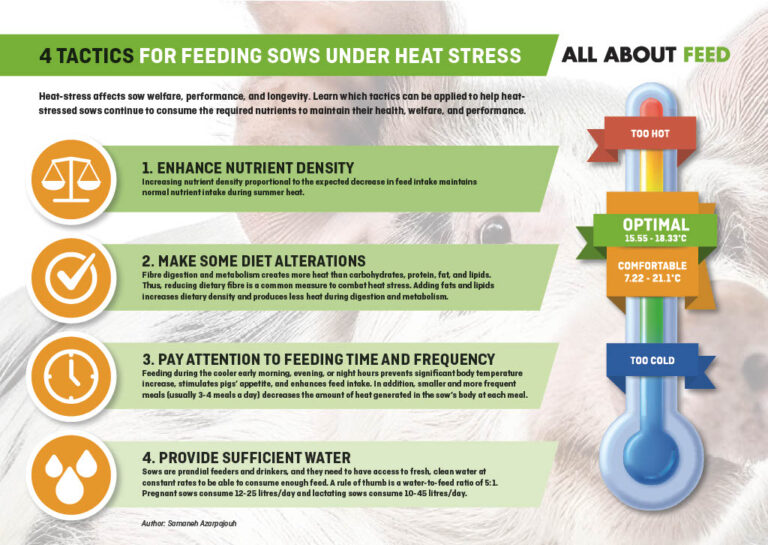 4 tactics for feeding sows under heat stress - All About Feed