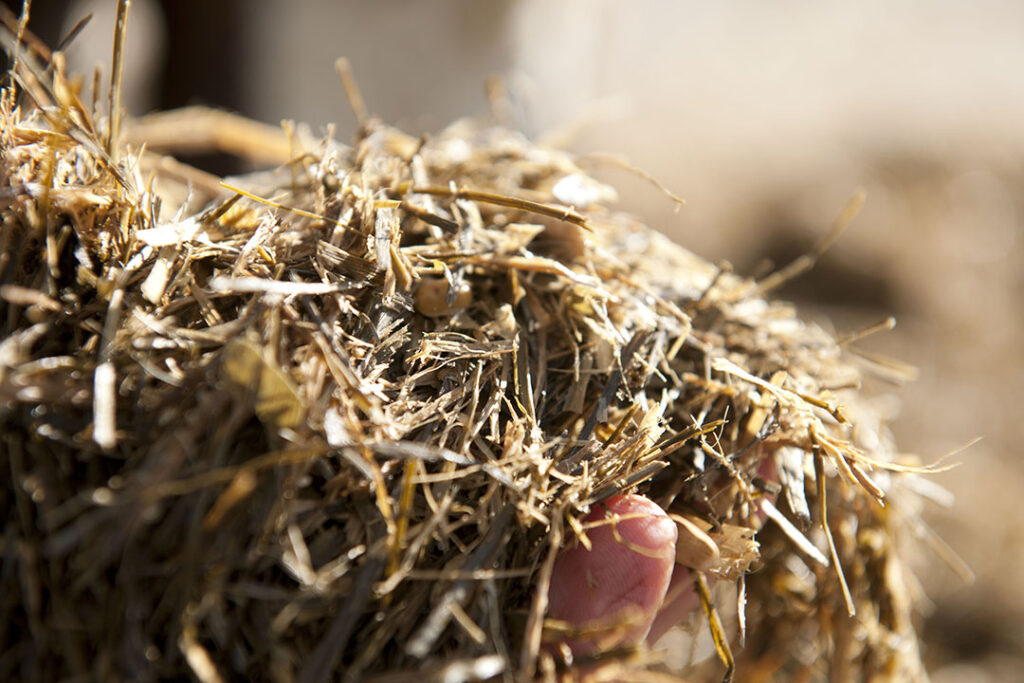 Revealing the mycotoxin risk in straw - All About Feed