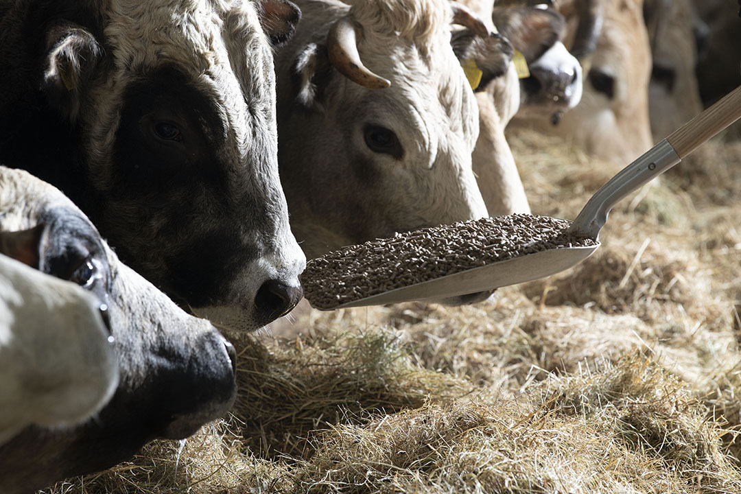 Pros And Cons of Using Antibiotics in Cattle: Benefits vs Risks