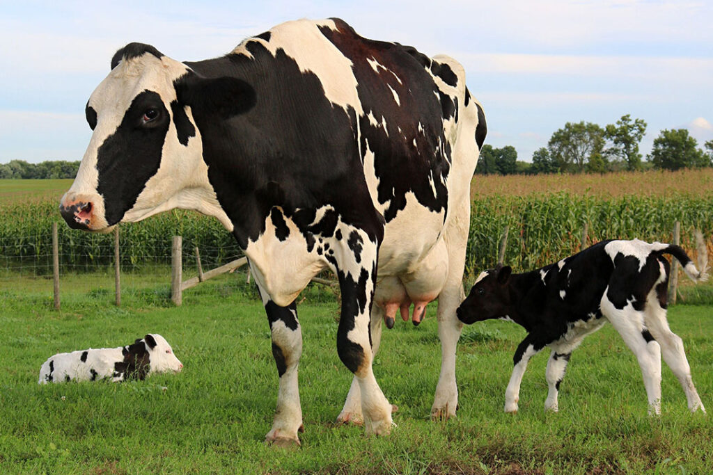 combining-starch-and-sugar-in-lactating-cow-diets-all-about-feed