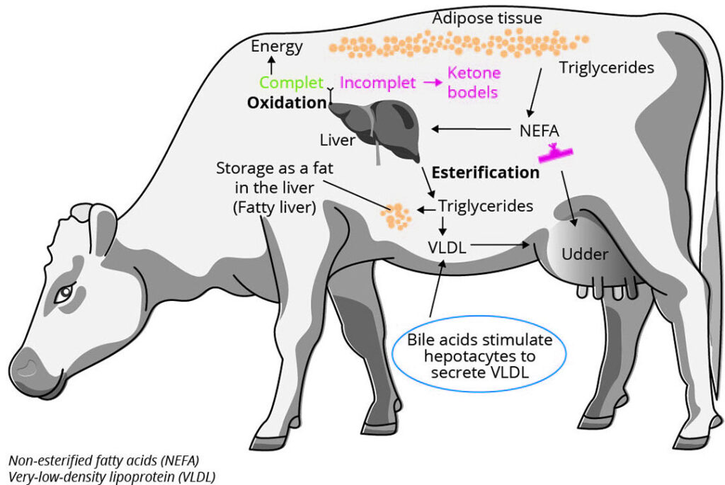 Bile acids: A new approach in animal nutrition - All About Feed