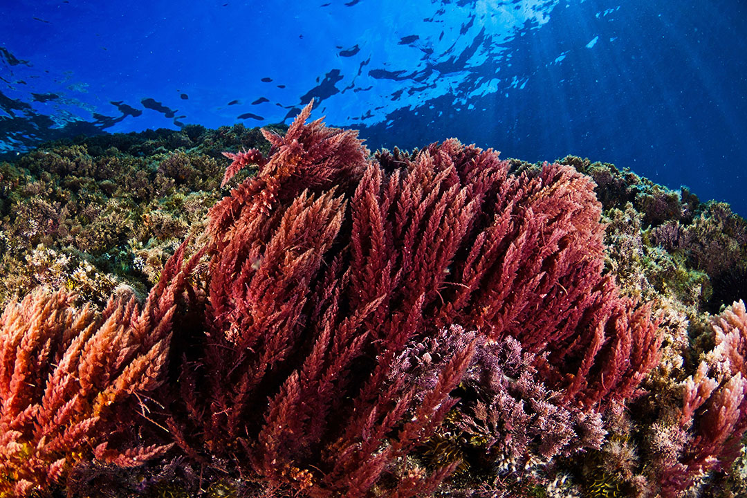 Brown and green seaweeds in ruminant diets to reduce methane - All ...