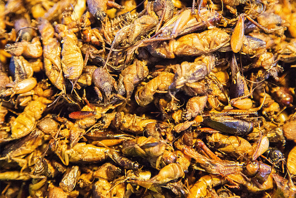 Are insects a sustainable animal feed protein? - All About Feed