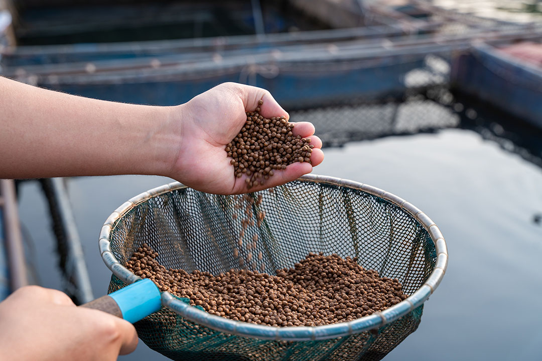 Replacing Fishmeal And Fish Oil In Aquafeed - All About Feed