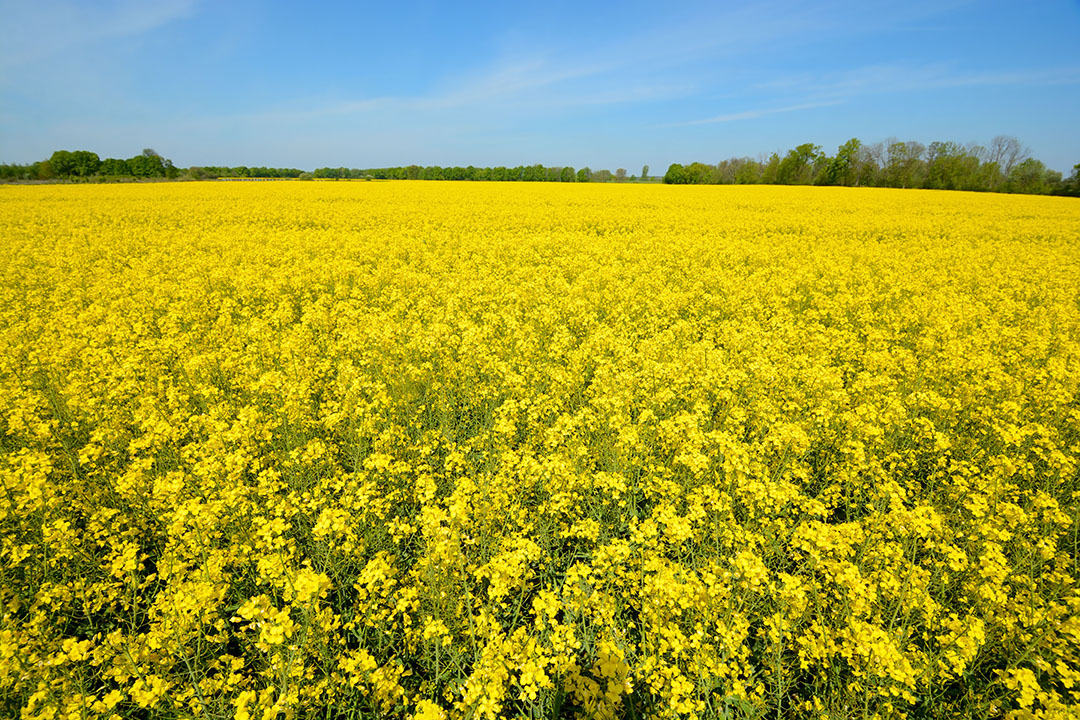 Rapeseed price rises in wake of grain prices - All About Feed