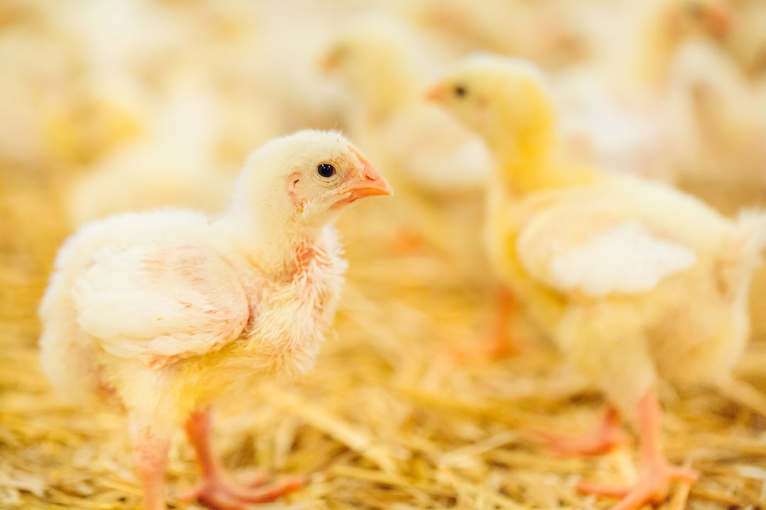 New trace mineral guidelines for poultry species - All About Feed