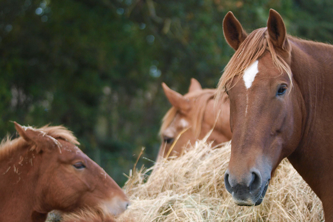 Major mycotoxins: Risks for equine industry - All About Feed