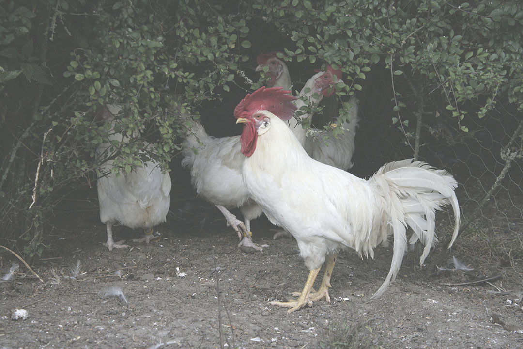 What You Need To Know About The Year Of The Rooster - Texas A&M Today