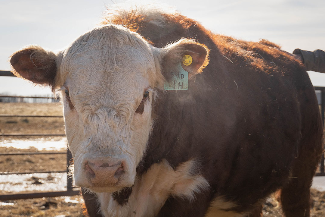 Using Straw to Stretch Feed Supplies