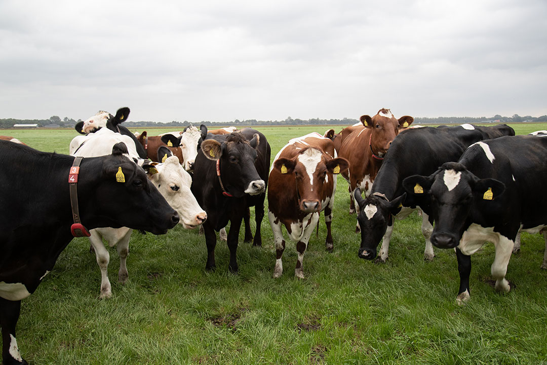 Humic acid as a natural organic supplement for ruminants - All About Feed