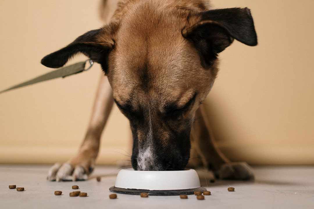 Top 5 nutrient requirements in dog food for every life phase All