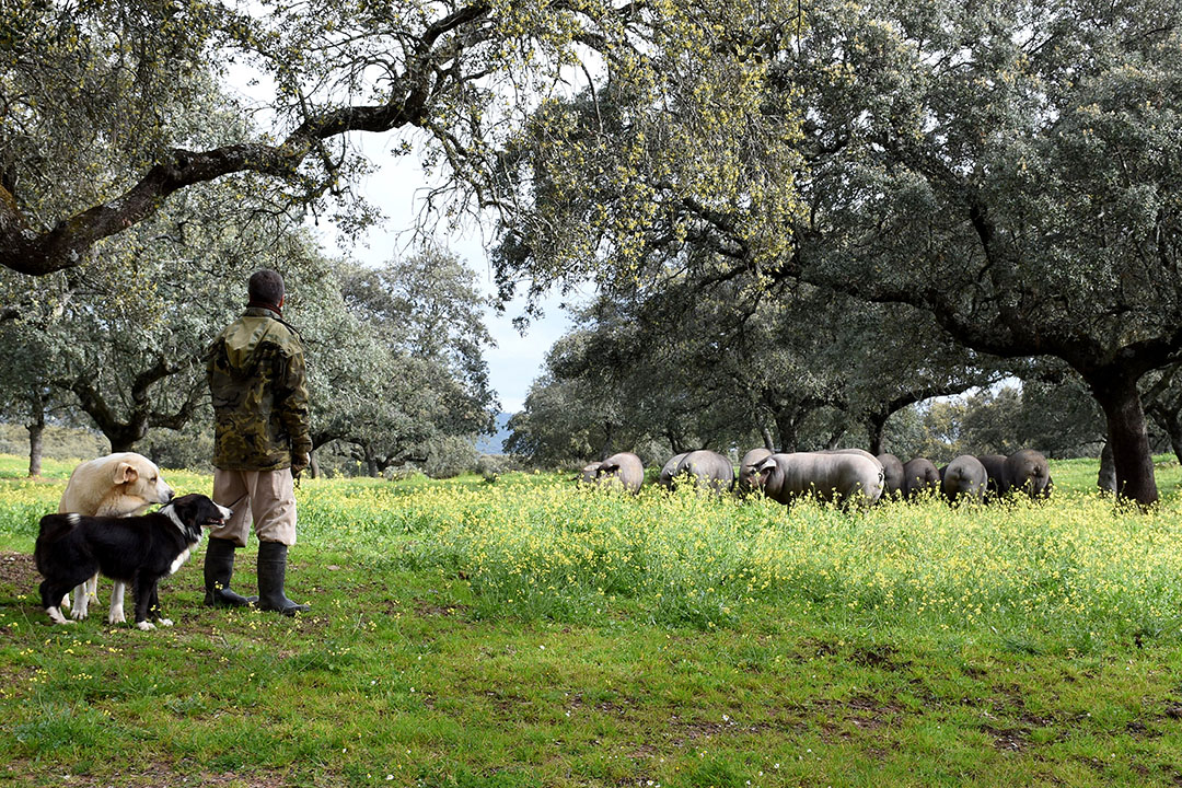 On his farm, Fernando runs 400 pigs across 700 hectares. They enjoy a long healthy life before being slaughtered at 18 to 24 months. Photo: Chris McCullough