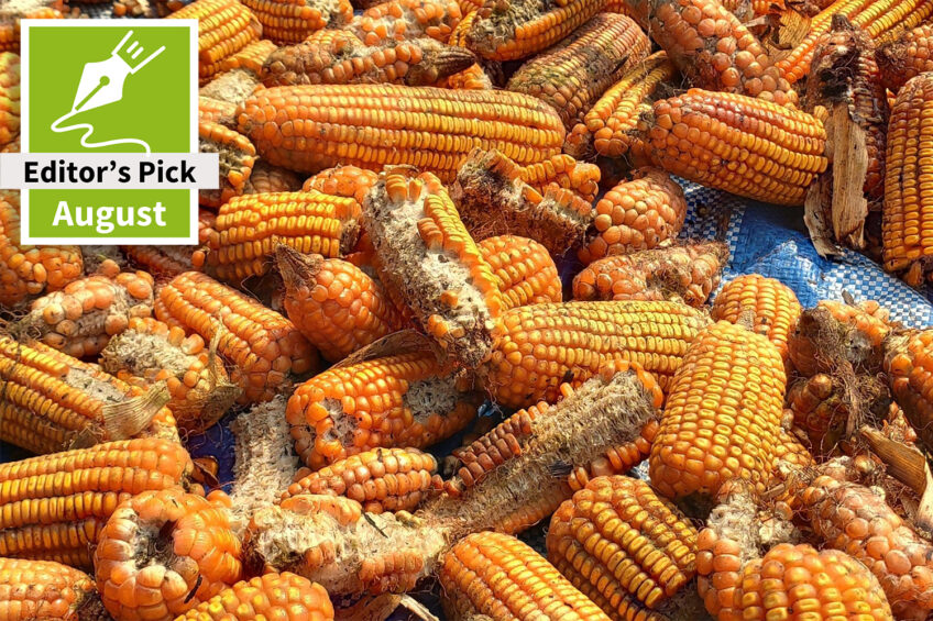 Part 1: Natural Mitigation of Mycotoxins – the growing options and opportunities