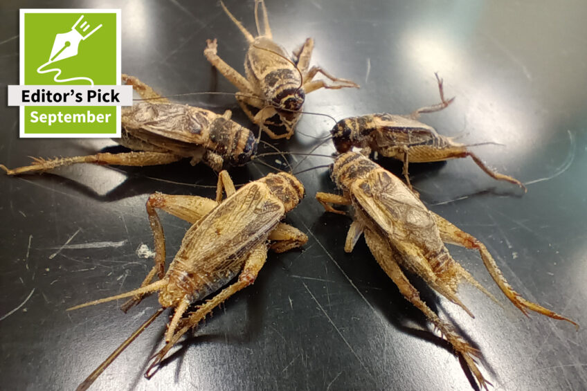 Part 2: Natural Mitigation of Mycotoxins – are insects a true game-changer?