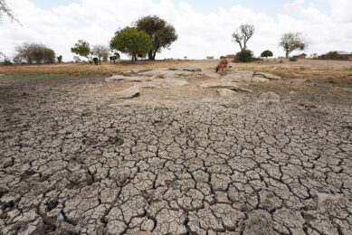Severe drought is one of the factors that severely impacts the African feed and fodder system and it has led to substantial livestock losses. Photo: ANP / Eyevine