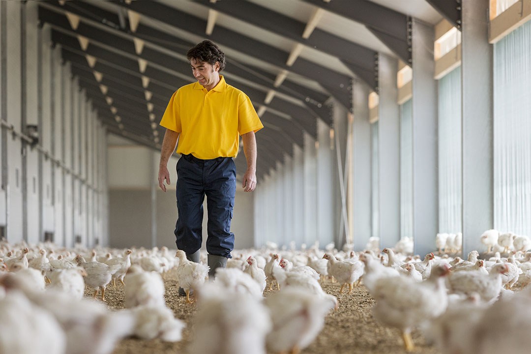 Using accurate nutritional values and reformulating accordingly can lead to significant monthly cost savings, as shown by calculations done for a large broiler farm. Photo: Trouw Nutrition