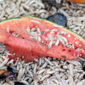 A fruit-based substrate resulted in elevated gross energy content in the larvae meal.