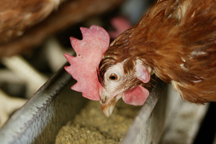 New research shows that moderate DON exposure will impact laying hens' production performance and egg quality. Photo: Jan Willem Schouten