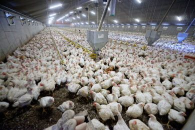 Supplementing zinc nanoparticles improves the performance and immunity of broilers. Photo: Lex Salverda