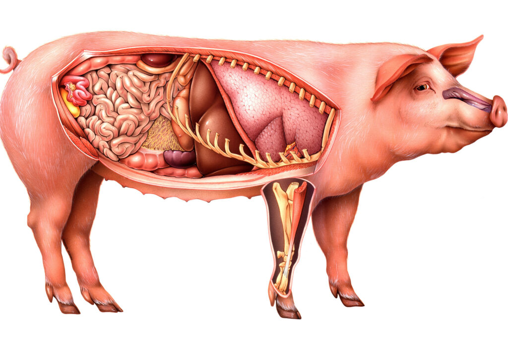 PIG HEALTH TOOL – gives easy-to-access insights on the most common pig diseases and conditions. The tool focuses on causes, clinical signs and proven treatment and available control measures. Click on the interactive icons inside the pig to find your way and learn more about individual diseases. Learn more…