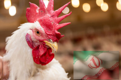 The poultry industry, a vital sector of the Iranian economy, has been severely hit by the feed shortage. Photo: Canva