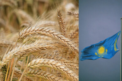 The grain industry is the cornerstone of the Kazakh economy. Photo: Canva