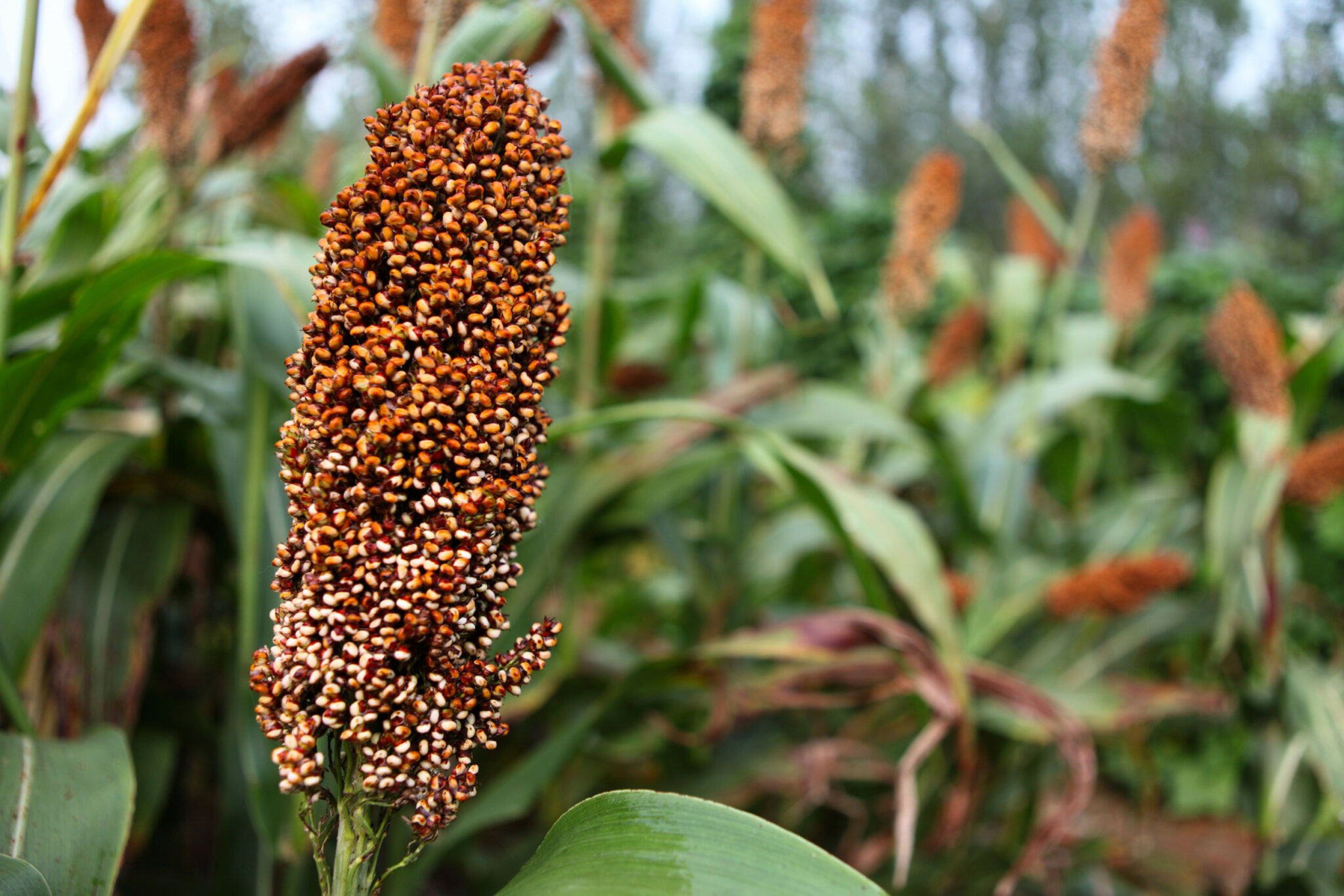 Sorghum as an alternative forage crop in the UK - All About Feed