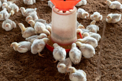 Supplementing compound probiotics promoted the growth performance of broilers in both the pre-growth phase and late growth phase. The effect on the pre-growth period increased with the increase of probiotic dosage. Photo: Canva