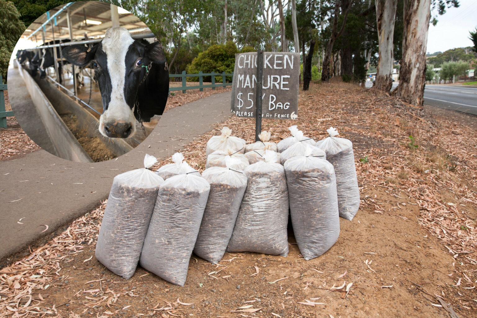 Chicken litter in livestock feed comes under scrutiny in US - All About ...