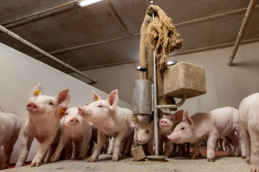 Feeding probiotics to pigs has various health benefits related to gut health and immune responses.  Photo: Koos Groenewold